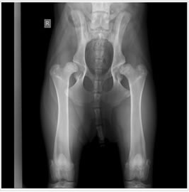 displasia_anca_radiografia_clinica_veterinaria