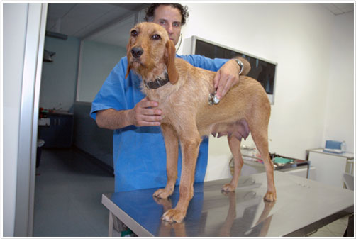 degenza_veterinaria_assistita_parma