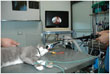 endoscopia_clinica_veterinaria
